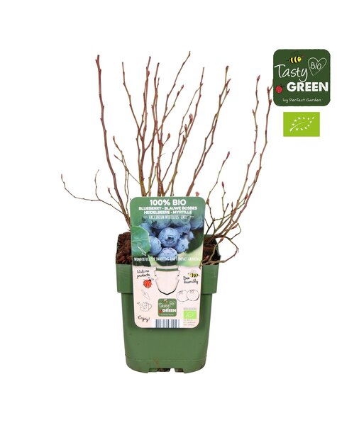 Vaccinium myrtillus Emil Bio P13