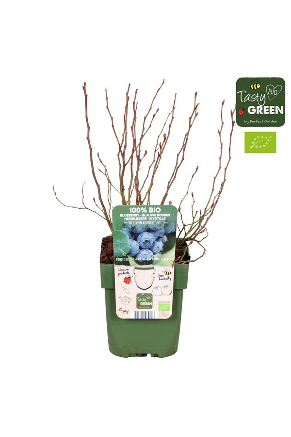 Vaccinium myrtillus Emil Bio P13