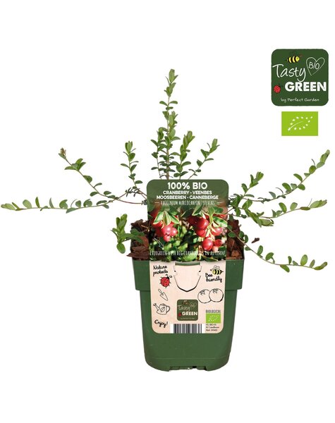 Vaccinium macrocarpon Stevens Bio P13