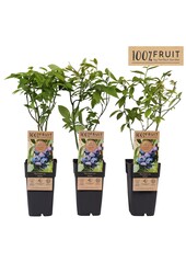 Vaccinium corymbosum Jersey P15