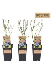 Vaccinium corymbosum Jersey P15