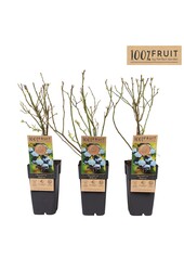 Vaccinium corymbosum Bluecrop P15