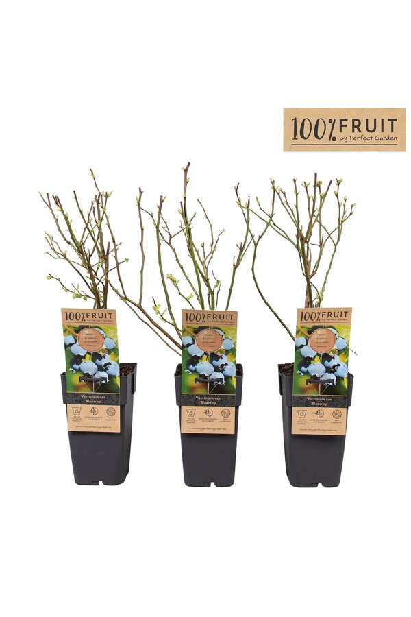 Vaccinium corymbosum Bluecrop P15