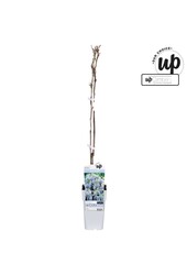 Wisteria macrostachya Blue Moon P15