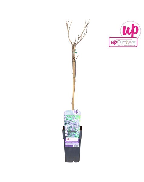 Wisteria floribunda Black Dragon P15