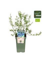 Vaccinium corymbosum Bluecrop Bio P19
