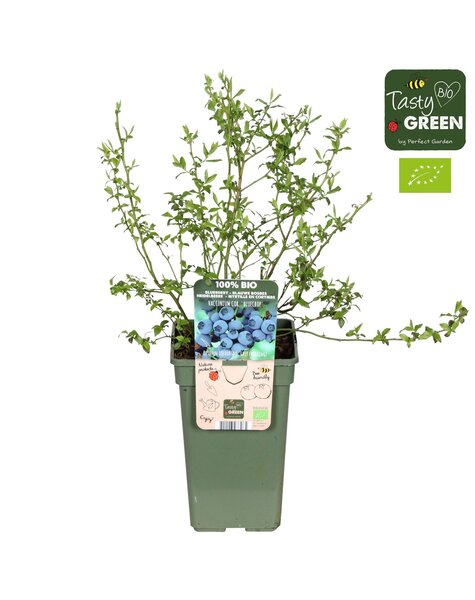 Vaccinium corymbosum Bluecrop Bio P19