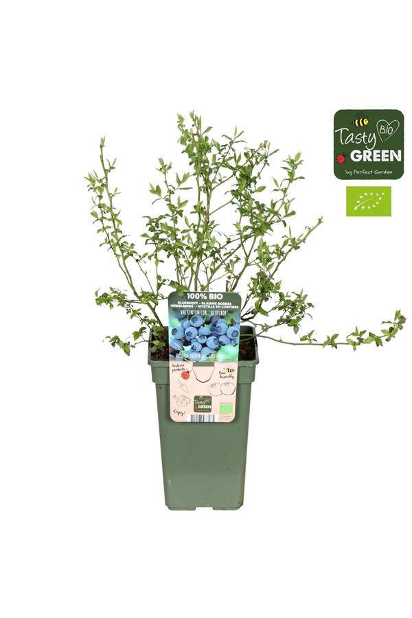 Vaccinium corymbosum Bluecrop Bio P19