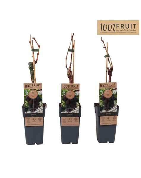 Vitis Vanessa (pitloos) P15