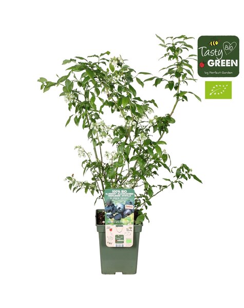 Vaccinium corymbosum Blue Dessert® Bio P23
