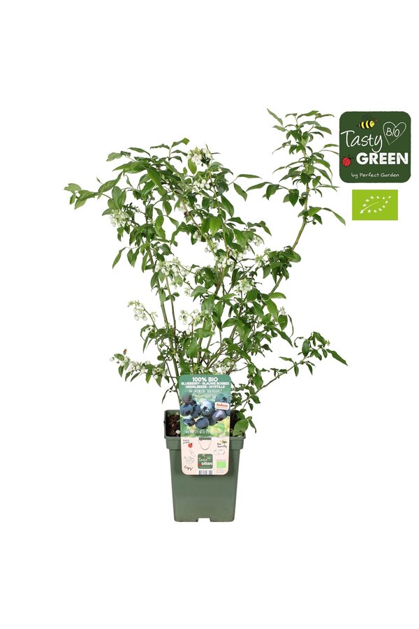 Vaccinium corymbosum Blue Dessert® Bio P23