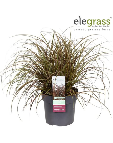 Uncinia rubra Everflame P23