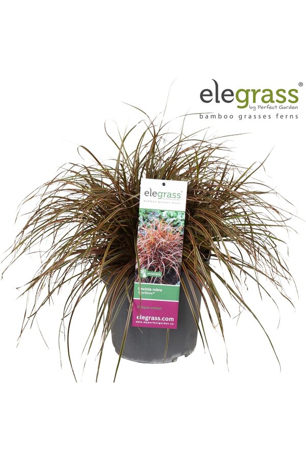 Uncinia rubra Everflame P23