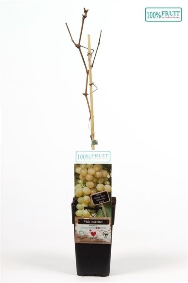 Vitis Sukribe P15