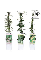 Trachelospermum Our Choice mix tray P15