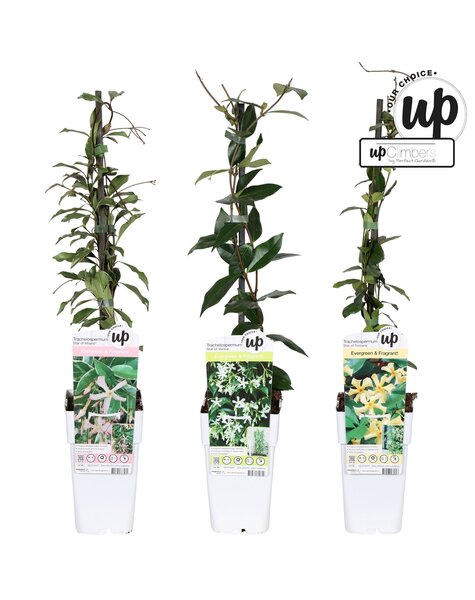 Trachelospermum Our Choice mix tray P15