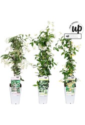 Trachelospermum Our Choice mix tray P15