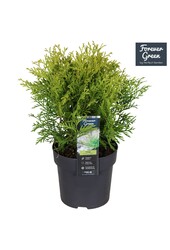 Thuja occidentalis Golden Globe P14