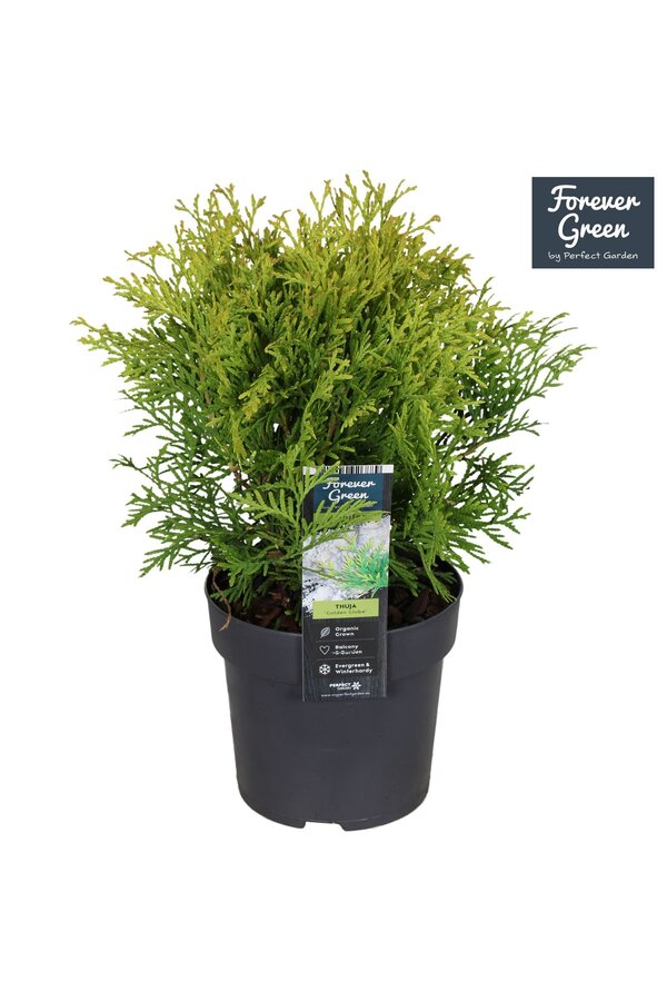 Thuja occidentalis Golden Globe P14