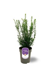 Taxus media Groenland P15
