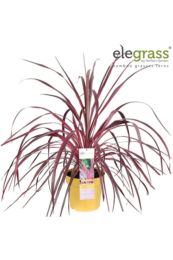 Cordyline x Festival® Raspberry P23