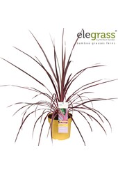 Cordyline x Festival® Raspberry P23