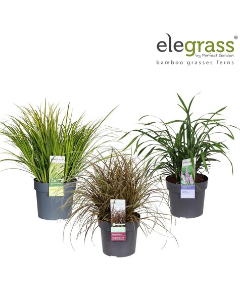 Grassen mix laag exclusief los P19 - Elegrass Hardy and Evergreen