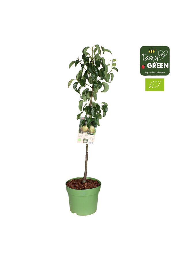 Pyrus communis Conference Bio P27 basse-tige