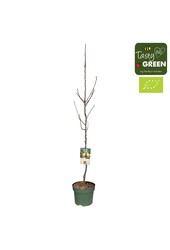 Pyrus communis Conference Bio P27 laagstam