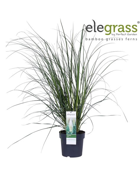 Cortaderia selloana Pumila P23