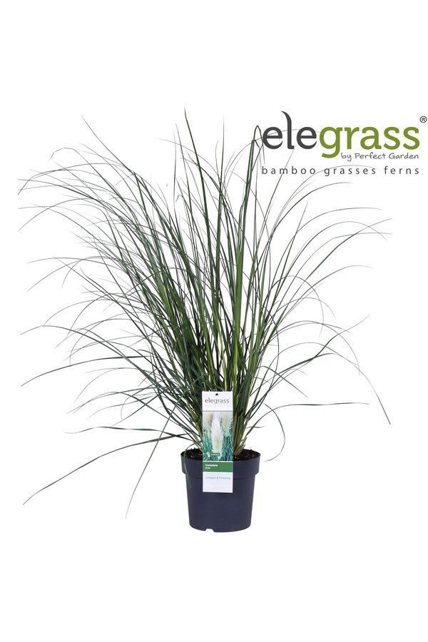 Cortaderia selloana Pumila P23