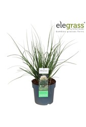 Cortaderia selloana Pumila P23