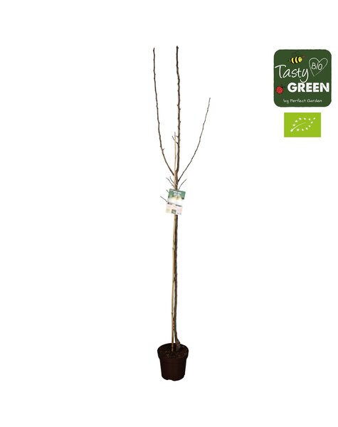 Pyrus communis Conference Bio P27 halfstam
