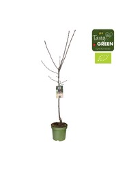 Prunus domestica Opal Bio P27 basse-tige