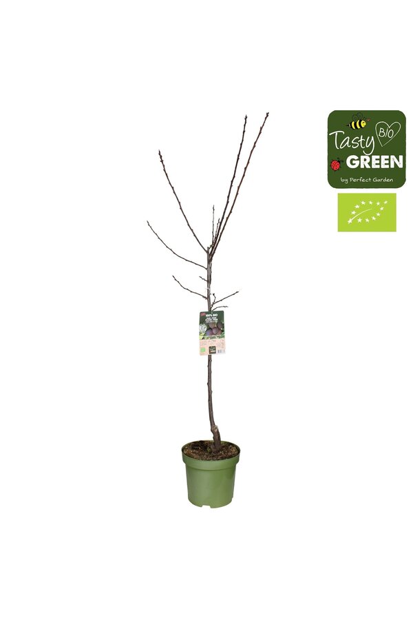 Prunus domestica Opal Bio P27 laagstam