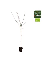 Prunus domestica Opal Bio P27 Demi-tige