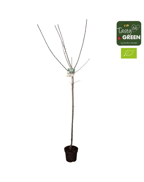 Prunus domestica Opal Bio P27 Halfstam