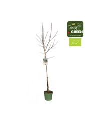 Prunus domestica Opal Bio P27 Demi-tige