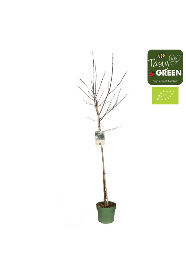 Prunus domestica Opal Bio P27 Demi-tige