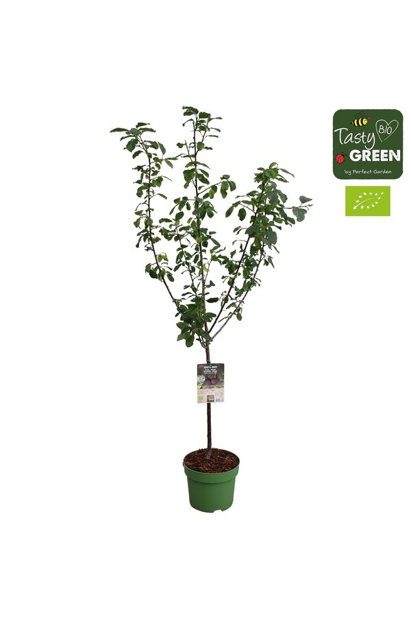 Prunus domestica Opal Bio P27 Halfstam