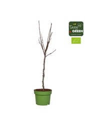 Malus domestica Elstar Bio P27 basse-tige