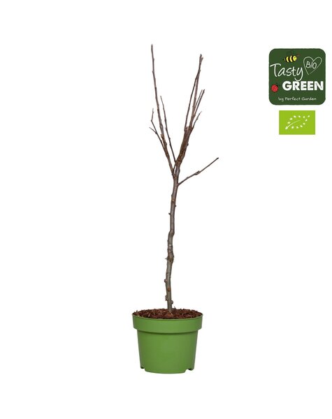 Malus domestica Elstar Bio P27 laagstam