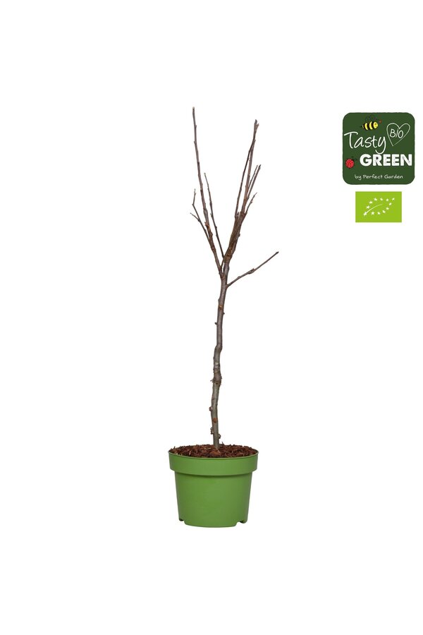 Malus domestica Elstar Bio P27 basse-tige