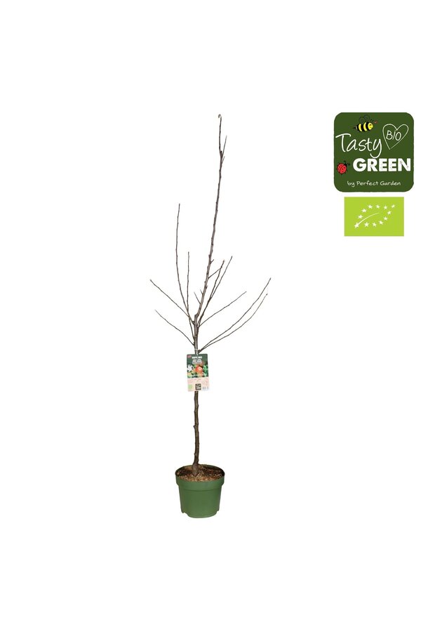 Malus domestica Elstar Bio P27 basse-tige