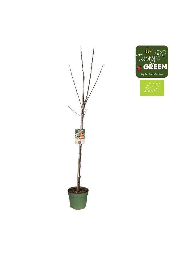 Malus domestica Elstar Bio P27 halfstam