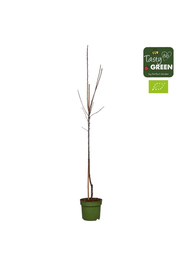 Malus domestica Elstar Bio P27 demi-tige
