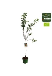 Malus domestica Elstar Bio P27 halfstam