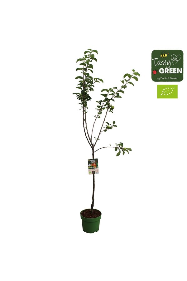 Malus domestica Elstar Bio P27 halfstam