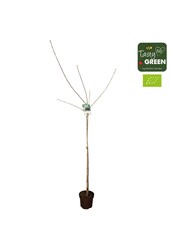Prunus avium Sunburst Bio P27 demi-tige