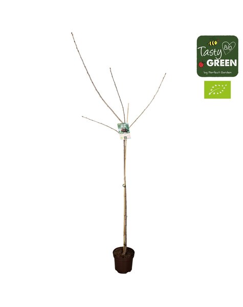 Prunus avium Sunburst Bio P27 halfstam